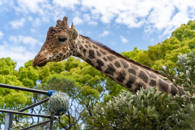 動物園で施工管理 経験浅めok 残業少な目 車通勤可 Cad派遣の求人 お仕事 ならアクトテクニカルサポート